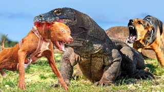 ESTE CÃO AZARADO FOI SURPREENDIDO POR UM LAGARTO GIGANTE