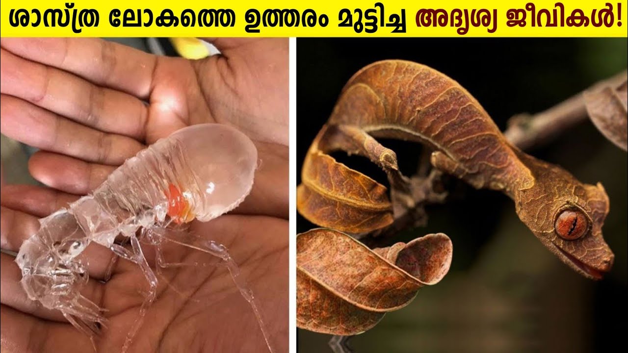 ശാസ്ത്രജ്ഞരെ ഞെട്ടിച്ച ഭൂമിയിലെ അദൃശ്യ ജീവികൾ!😱Unusual Invisible Creatures On Planet Earth Malayalam