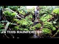 How to set up paludarium rainforest -  Bể bán cạn suối và rừng