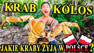 Największe KRABY Świata - Jakie Kraby Żyją w Polsce?