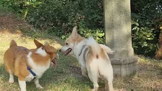 Breeder's reaction to seeing a female 2 위대한 수컷 요미의 암컷의 첫반응! by ilovemydog 15,726 views 6 months ago 1 minute, 16 seconds