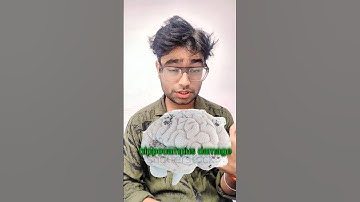 The Hippocampus: Brain’s GPS & Memory Storage #hippocampus#brain