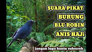 SUARA🔴pikat burung Sunda blu Robin ampuh