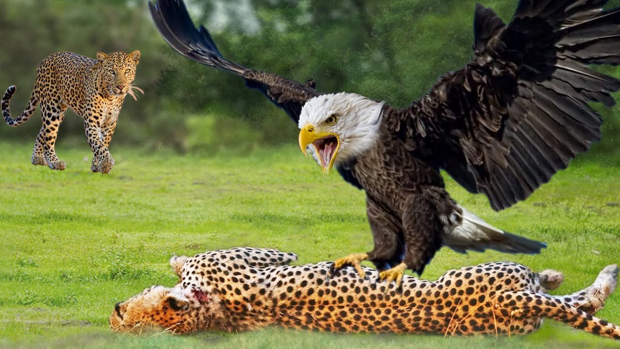 Most Amazing Moments Of Wild Animals Fight 🐆🐘 Wild Discovery Animal ...