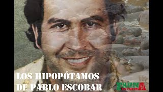 Los Hipopotamos de Pablo Escobar