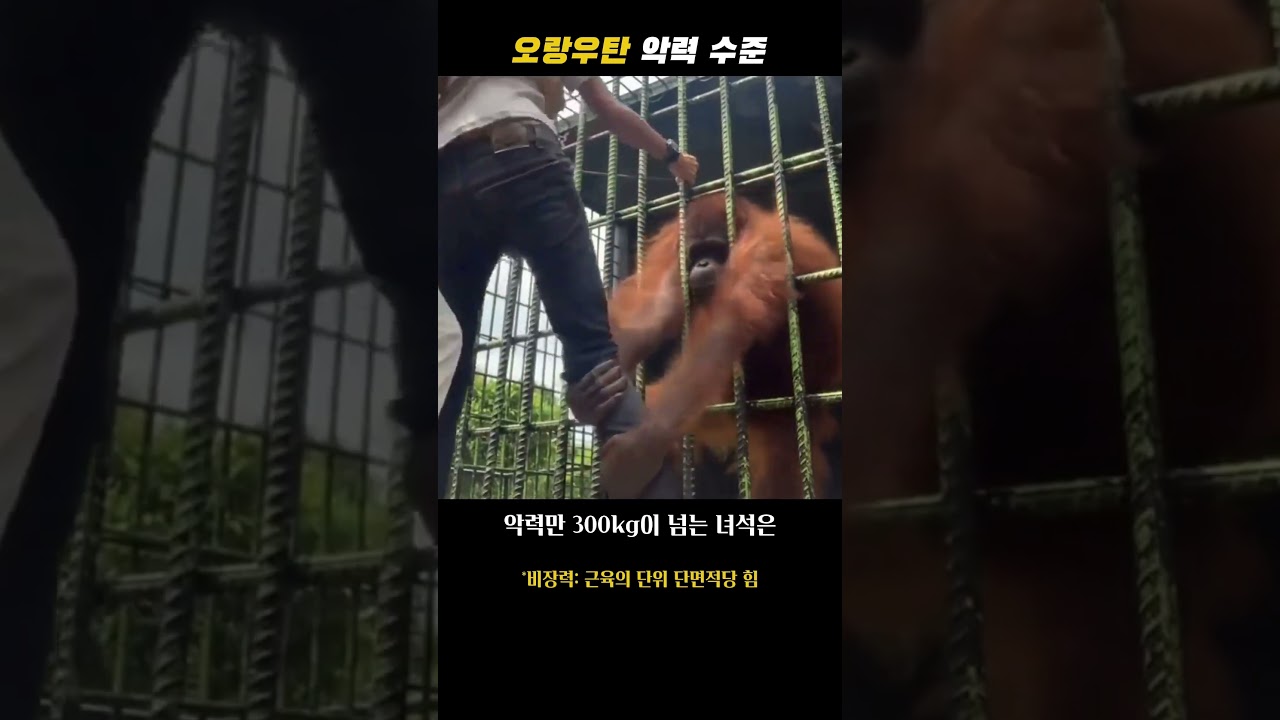 오랑우탄을 개무시한 인간의 최후