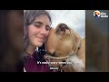 Cat Who Hated Dogs Falls For One Special Labrador | The Dodo