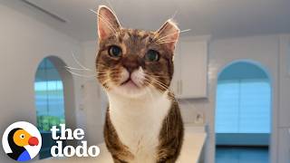 Cat Who Hated Dogs Falls For One Special Labrador | The Dodo