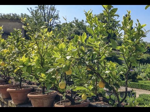 Video: Citrusaugļu stublāju galu puves pārvaldība: kā ārstēt citrusaugļu puves stublāju galu