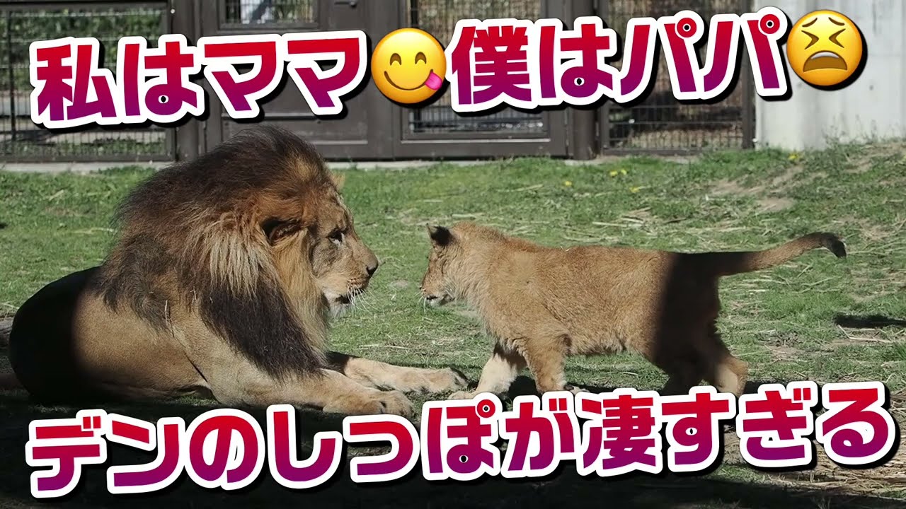 私はママ👩僕はパパ🦁かな？【デンのしっぽが凄すぎるW】 #のんほい