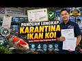 Panduan Lengkap Karantina Ikan Koi | Syarat, Proses, dan Cara Pengurusan Resmi