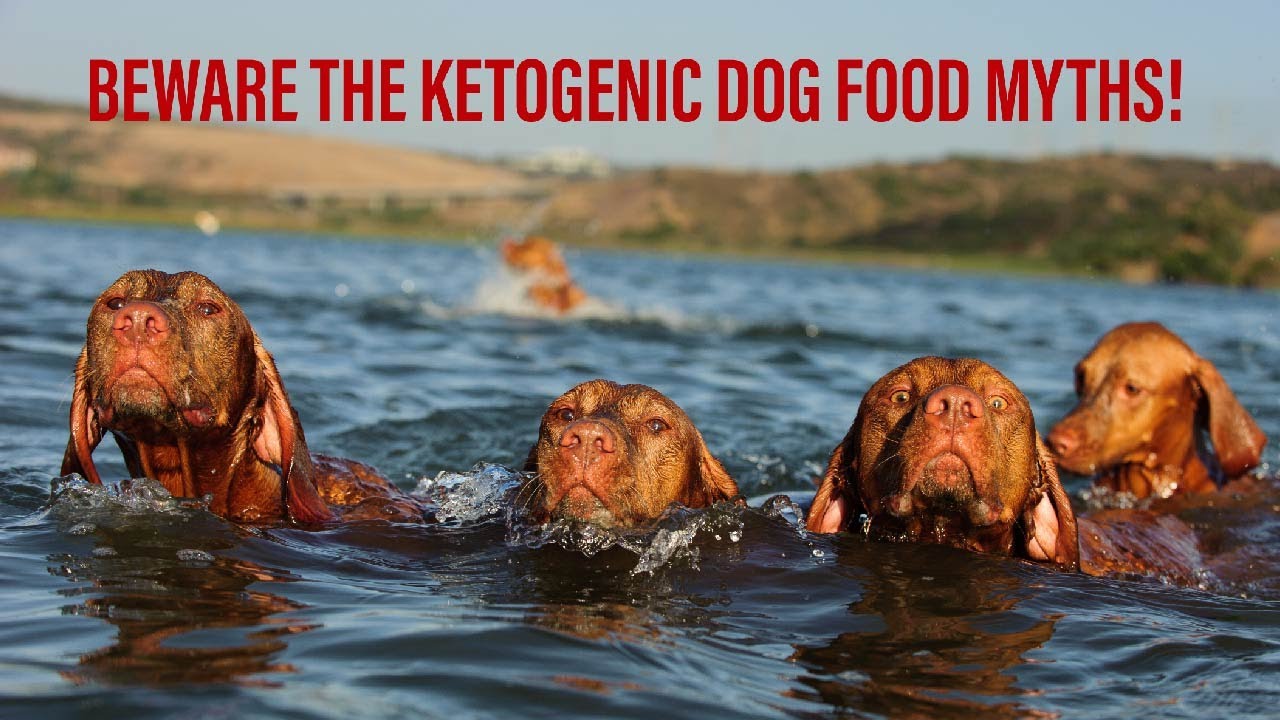 ketogenic dog food