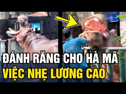 Video Clip 'ĐÁNH RĂNG' cho hà mã ở thảo cầm viên gây sốt,... - youtube