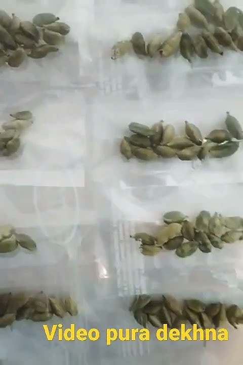 green-ilyachi-business-self-packing-work-at-home