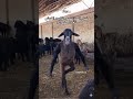 قريبا في عيد الاضحى