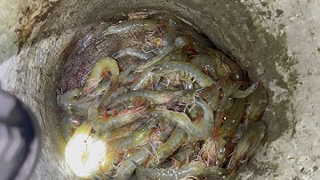 Cúp Điện, Mất Nước Anh Em Đi Thả Lưới Bắt Tôm Thẻ Dân Dã