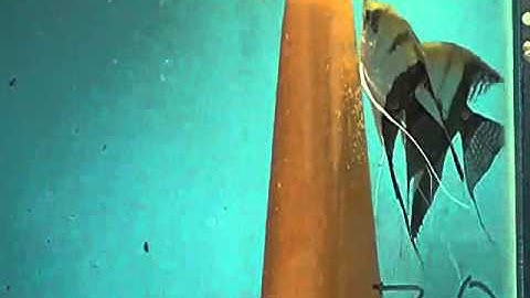 Cá Thần Tiên Bán Nguyệt Sinh Sản - Thiên Đường Cá Cảnh