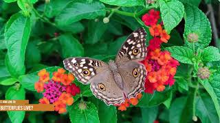 10 Fun Facts About Butterflies Everyone Should Know