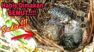 Anak Burung Kedasih Kena Karma Mati Dimakan Semut Cuckoo Bird Die Eating Ants