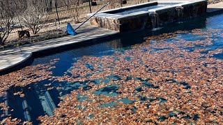 No suction in Pool Skimmer - clogged by leaves by Steve The Pool Guy 115 views 3 months ago 4 minutes, 39 seconds