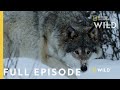 Land of ice and snow full episode  wild nordic