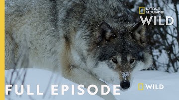 Land of Ice and Snow (Full Episode) | Wild Nordic