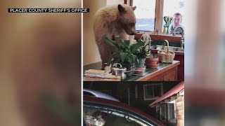 4 Bear Break-Ins Reported In 2 Days In Lake Tahoe