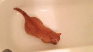 Kitty in a tub by Olga Eriksson 3,510 views 10 years ago 2 minutes, 33 seconds
