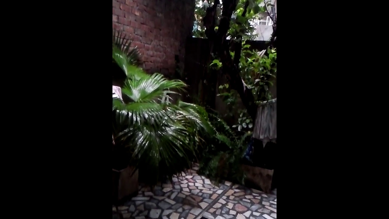 How important Rains for Plants|Flowers|Trees Enjoys Pleasant Atmosphere after Rain