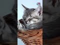 🐾 3 Surprising Facts About Baby Kittens! (Did You Know These?) 😻💤