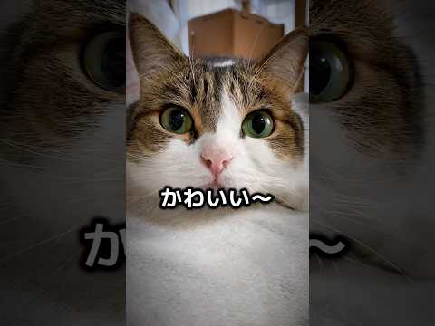 与えられた任務を遂行するのみニャ😼✨　#ねこ部 #猫のいる暮らし #ねこ動画 #猫好きさんと繋がりたい #ねこ #shorts