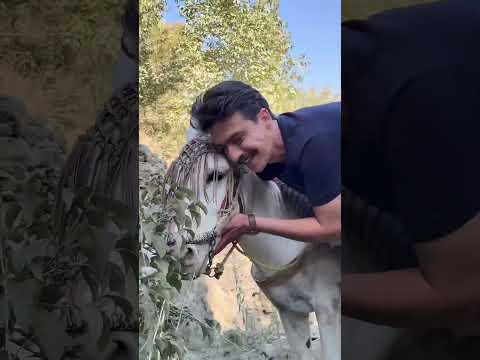 پاییز رسیده سرهویه رفتید دللو کردیده