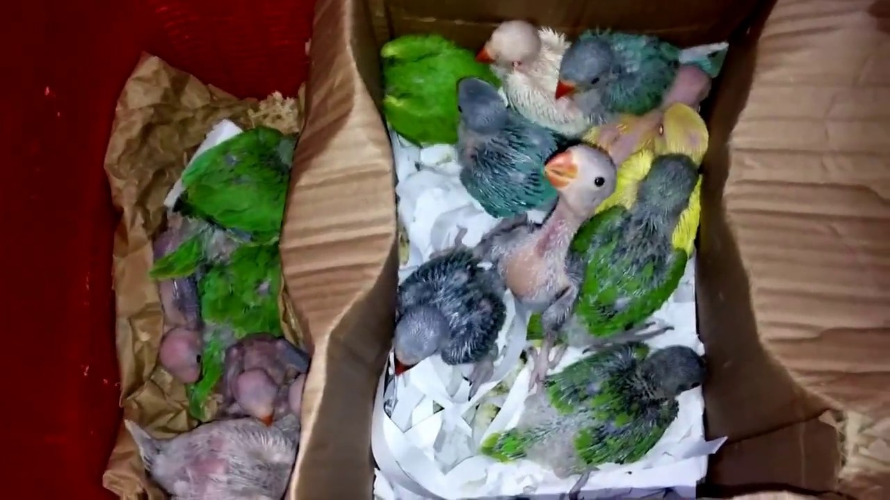 BIRD ZONE KARACHI Ringneck and Raw parrot Chicks YouTube
