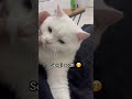 Funny cat #trend #cat #turkishcat #viral #komik #tatilvlog #funny #catshorts #kedi