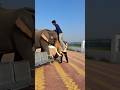 mere pass ek elephant hai wo mere ko appne uper baitha rhi hai#shorts #vidio#funny