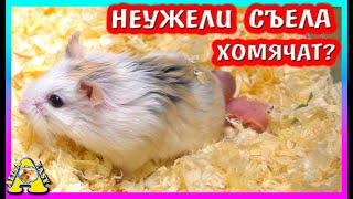 Куда Пропали Хомячата Роборовского? / Как Дела у морской свинки Нафани? / Alisa Easy Pets