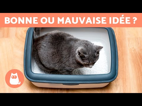 Vidéo: Est-ce que 2 chats peuvent partager une litière ?