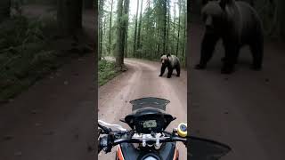 Bear on the trail