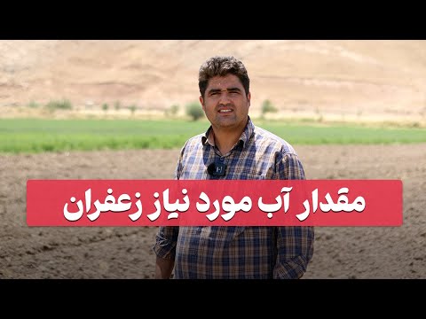 میزان آبیاری زعفران نیاز آبی زعفران چقدر می باشد