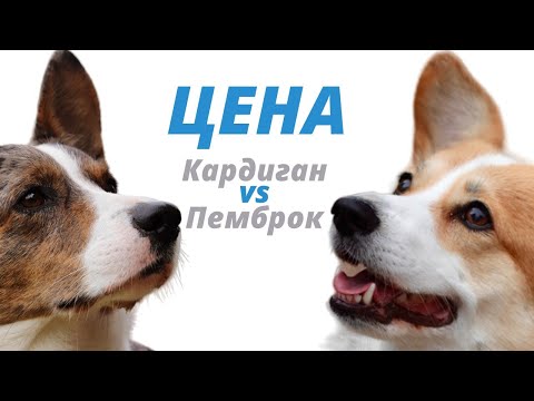 Корги разница в цене - Кардиган и Пемброк