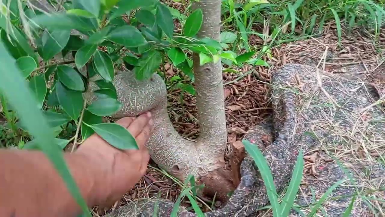 Um giro pelos ficus microcarpa. Me acompanhe!!! 