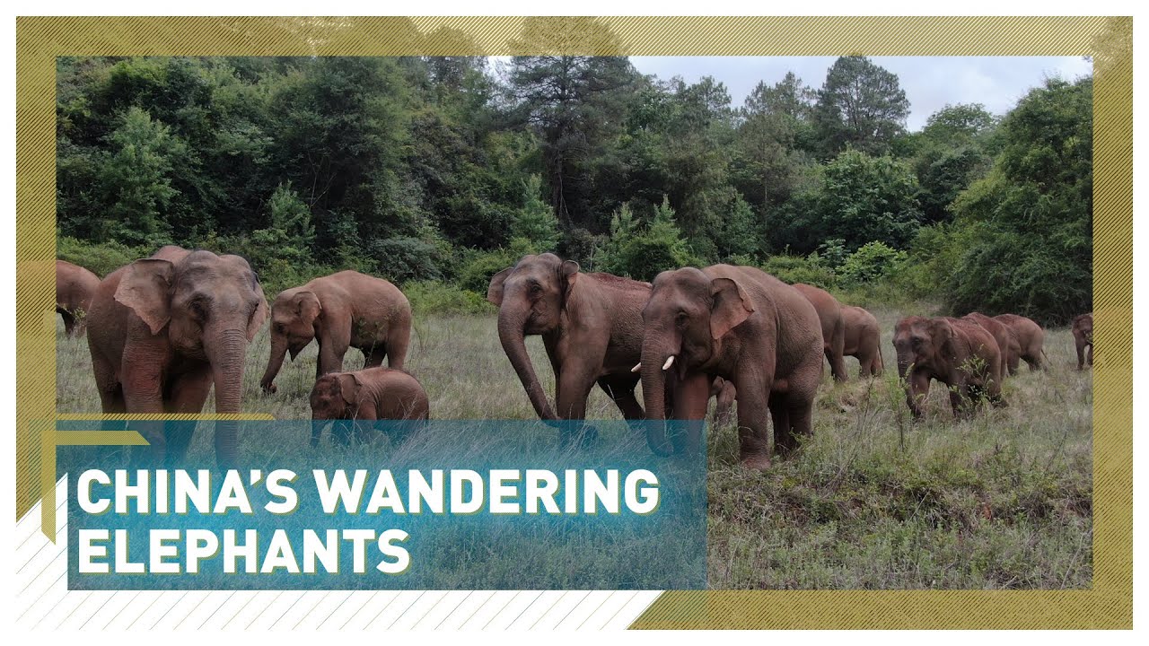 Walking with Elephants Travel log of wandering elephants in SW China's