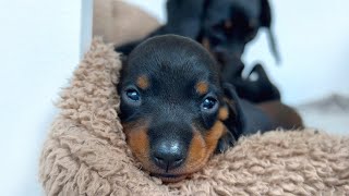 Family Diary Dachshund puppies 2 weeks old.