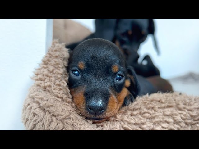 Family Diary- Dachshund puppies 2 weeks old. class=
