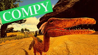 Compy Only Good At Bob Killing?