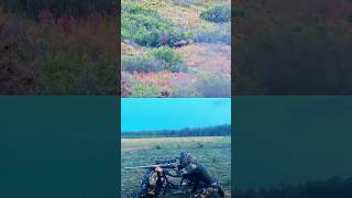 Giant Moose Hunt in Alaska #chase #hunting #moose