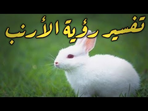 تفسير حلم الارنب في المنام لابن سيرين