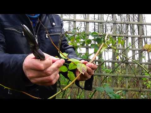 Wideo: Przycinanie krzewów jeżyn: jak i kiedy przycinać krzewy jeżyny