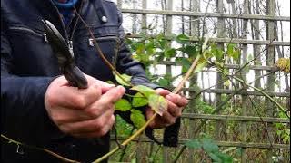 How to cut blackberries?