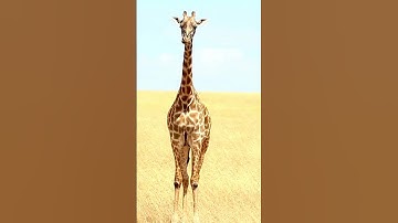 giraffe, giraffe sound  #giraffe #farmanimalct #animalnoises #animalparadise